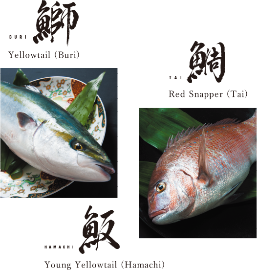 Red Snapper (Tai)　Yellowtail (Buri)　Young Yellowtail (Hamachi)