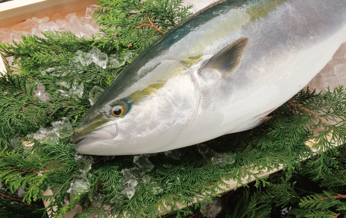 養殖魚が天然魚と肩を並べる時代をつくる